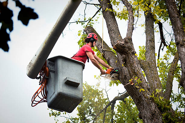  Navy, VA Tree Removal and Landscaping Services Pros